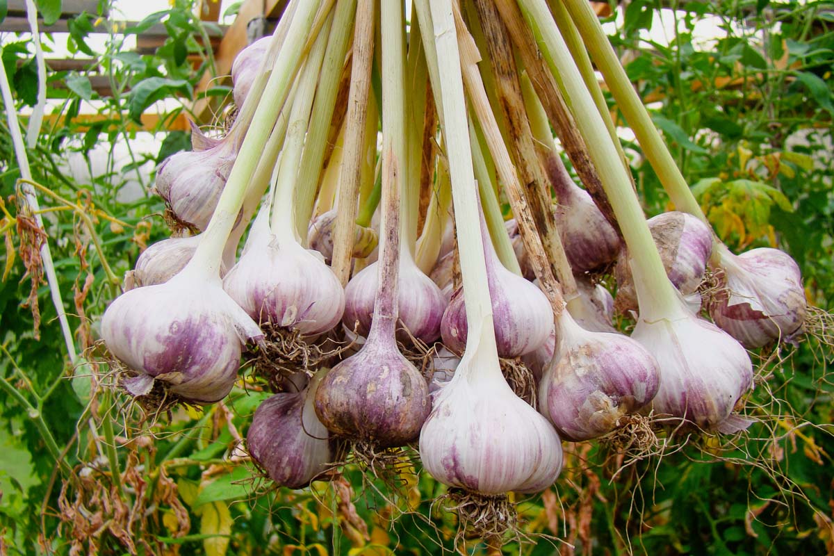 Can You Eat Seed Garlic? Exploring Culinary Uses and Nutritional Benefits